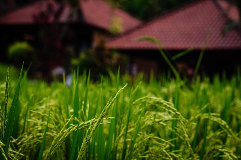 Puji Hostel And Bungalow Ubud المظهر الخارجي الصورة